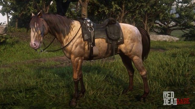 Лошадь Миссурийский фокстроттер: описание породы, характеристики, уход и содержание, отзывы
